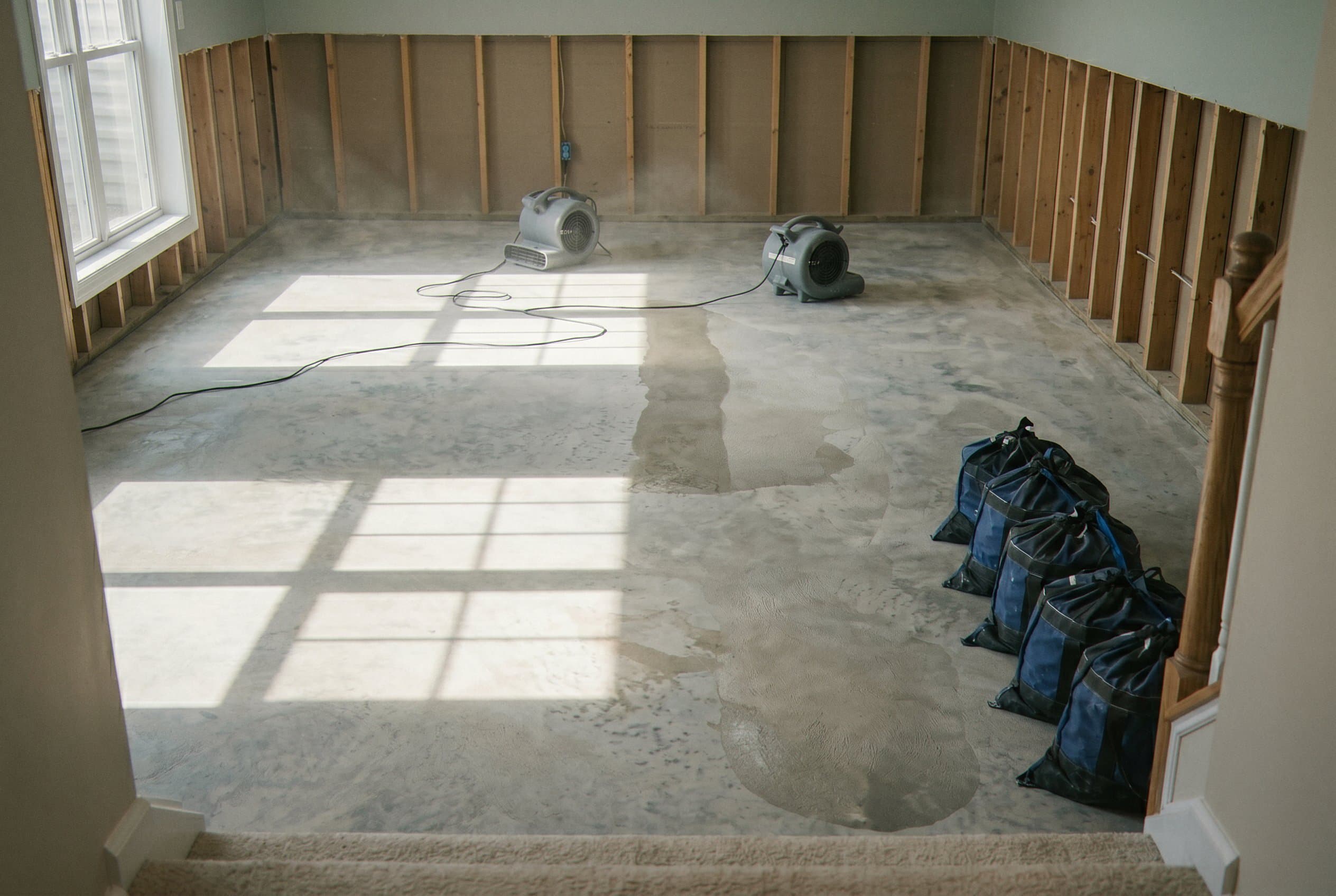 Clean basement after removal and disinfection.